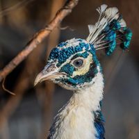   at The Retreat Animal Rescue Farm Sanctuary and Cafe in Ashford