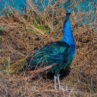   at The Retreat Animal Rescue Farm Sanctuary and Cafe in Ashford