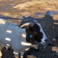   at The Retreat Animal Rescue Farm Sanctuary and Cafe in Ashford