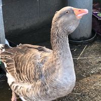   at The Retreat Animal Rescue Farm Sanctuary and Cafe in Ashford