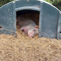  at The Retreat Animal Rescue Farm Sanctuary and Cafe in Ashford