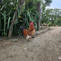  at The Retreat Animal Rescue Farm Sanctuary and Cafe in Ashford