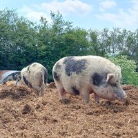  at The Retreat Animal Rescue Farm Sanctuary and Cafe in Ashford