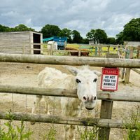   at The Retreat Animal Rescue Farm Sanctuary and Cafe in Ashford