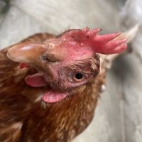 Chickens roam the cafe !  at The Retreat Animal Rescue Farm Sanctuary and Cafe in Ashford