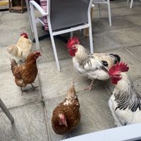   at The Retreat Animal Rescue Farm Sanctuary and Cafe in Ashford