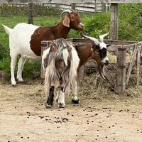 Goats having dinner  at The Retreat Animal Rescue Farm Sanctuary and Cafe in Ashford