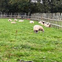 Rescued sheep at The Retreat Animal Rescue Farm Sanctuary and Cafe in Ashford