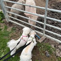 Frances and Frodo our rescue dogs meet the rescued pigs 💚 at The Retreat Animal Rescue Farm Sanctuary and Cafe in Ashford