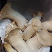  at Red Barn Natural Grocery in Eugene