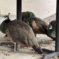   at Jyun Kang Vegetarian Restaurant in Ukiah