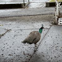   at Jyun Kang Vegetarian Restaurant in Ukiah