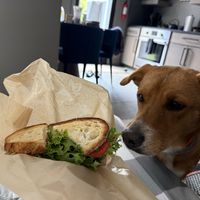 Tempeh-tomato-lettuce sandwich! Hank and I are fans 🍅🍞🥬😋  at Black Currant Bakehouse in Union Pier