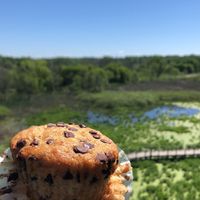 Banana chocolate chip muffin YUM!!!  at Black Currant Bakehouse in Union Pier