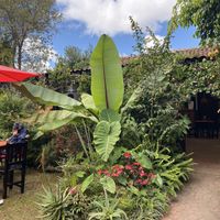 Garden at Loving Hut - San Cristobal in San Cristobal De Las Casas