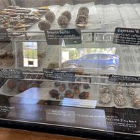 Healthy Desserts  at Mason Bar in New Smyrna Beach