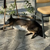 Doggy  at The Juicery Cafe in Pokhara