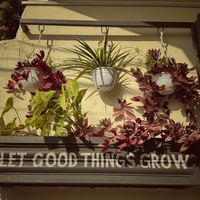 Love the plant action   at The Juicery Cafe in Pokhara