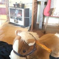 Rocking horse for kids at Shokudo Pace in Kamakura