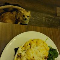 Mac & cheese 😋 at Harmonium in Edinburgh