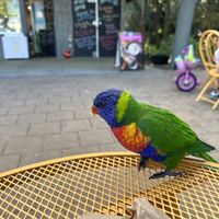   at Jasmine Greens - Kiosk in Umina Beach