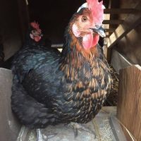 chicken at Paradice Field in Yokosuka