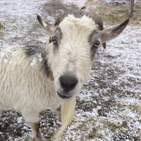 goat at Paradice Field in Yokosuka