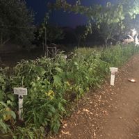 Homegrown veggies at Terra Madre in Alberobello