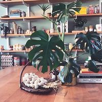 park ranger  at Park Ranger in Christchurch