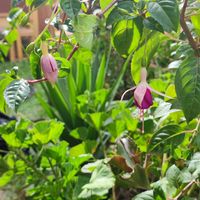  at Sacred Sushi and Curry Sunday in Pisac