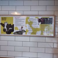 Ahimsa manifesto: worth a read at Govinda's - North City in Dublin