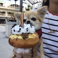 Snickers freakshake at V-Box in Ghent