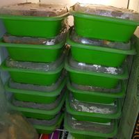 Frozen meals delivered at Dajen Eats in Eatonville