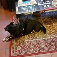 Always different dog:) at Tajne Komplety - Ksiegarnia Partnerska DSW in Wroclaw