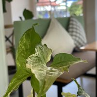 Very nice and lots of hygge (we Danish say) 🪴  at Hua Hin Vegan Cafe and Wine in Hua Hin