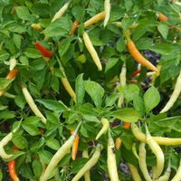 Pepper plants in parking lot. at Thai House in Eureka Springs