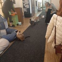 😻 at Katzentempel - Nürnberg in Nuremberg