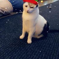 Stan the man at Katzentempel - Nürnberg in Nuremberg