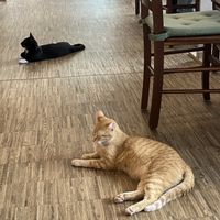   at Katzentempel - Nürnberg in Nuremberg