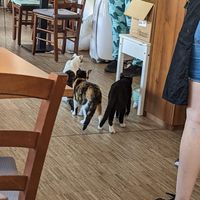  at Katzentempel - Nürnberg in Nuremberg