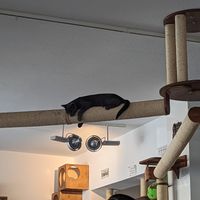  at Katzentempel - Nürnberg in Nuremberg