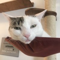   at Katzentempel - Nürnberg in Nuremberg