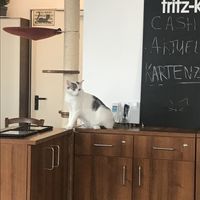   at Katzentempel - Nürnberg in Nuremberg