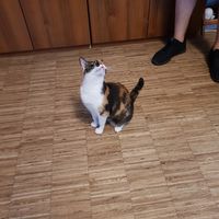  at Katzentempel - Nürnberg in Nuremberg