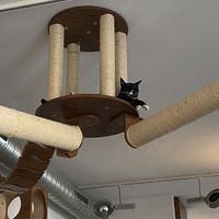   at Katzentempel - Nürnberg in Nuremberg