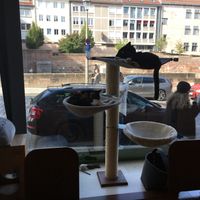 Cat lounging around at Katzentempel - Nürnberg in Nuremberg