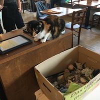 Cat looking at menu at Katzentempel - Nürnberg in Nuremberg