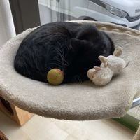   at Katzentempel - Nürnberg in Nuremberg