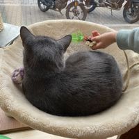   at Katzentempel - Nürnberg in Nuremberg