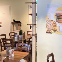   at Katzentempel - Nürnberg in Nuremberg